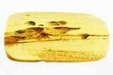 Detailed Fossil Snipe Fly (Rhagionidae) In Baltic Amber #292435-1